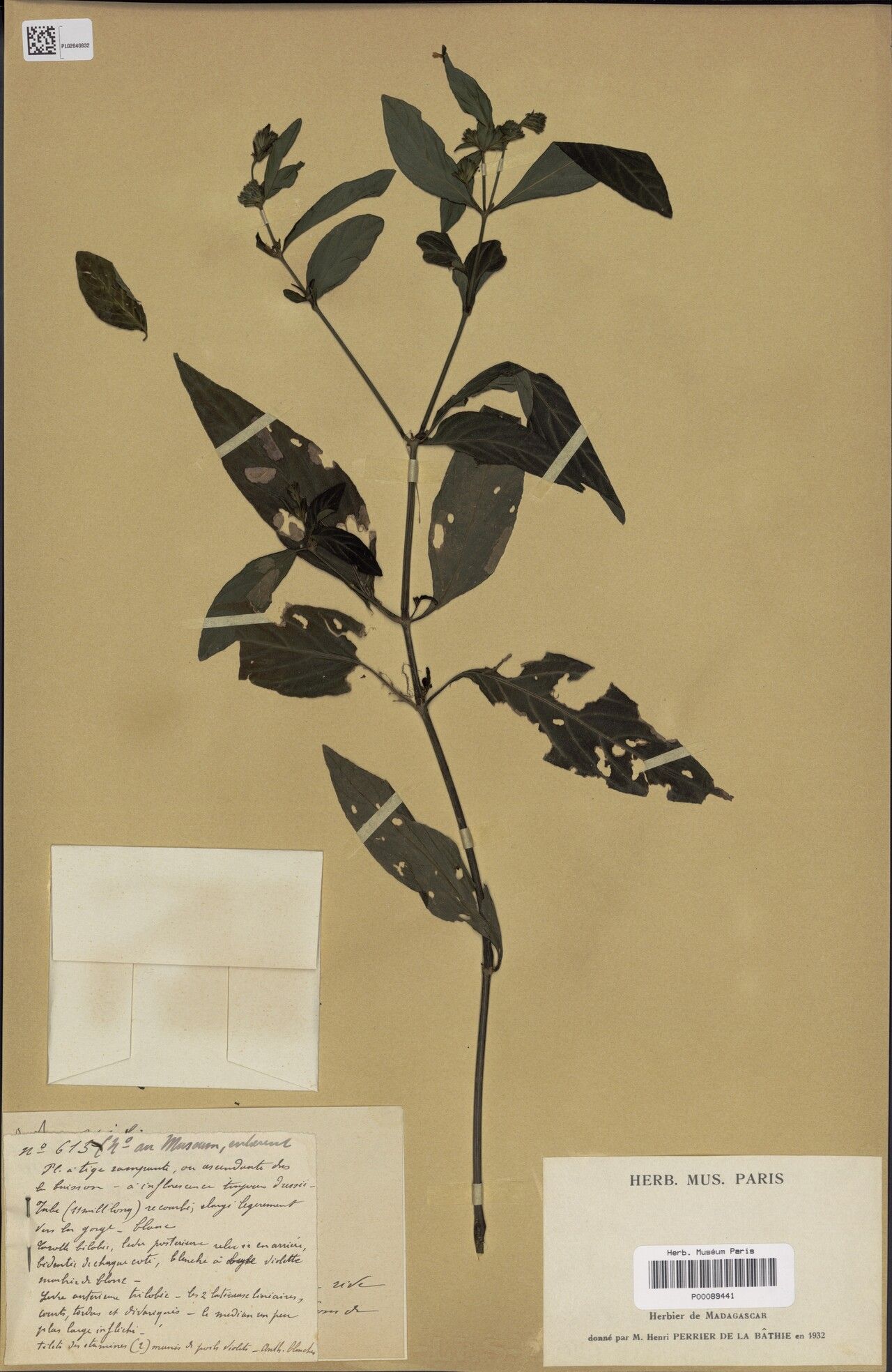 Hypoestes humifusa — houseplant care guide