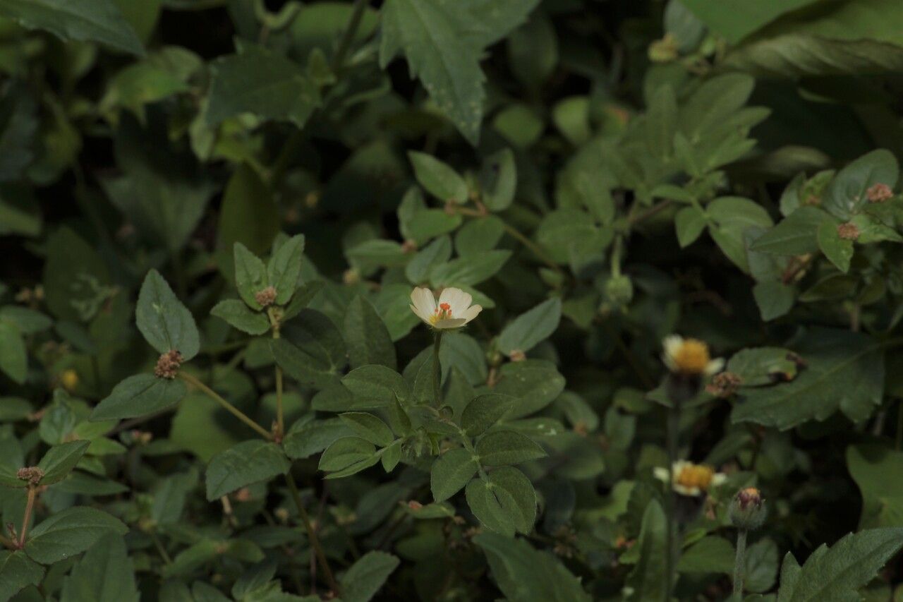Kallstroemia maxima flower