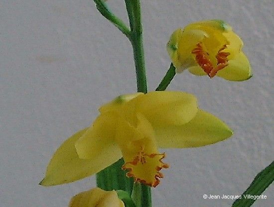 Phaius daenikeri flower