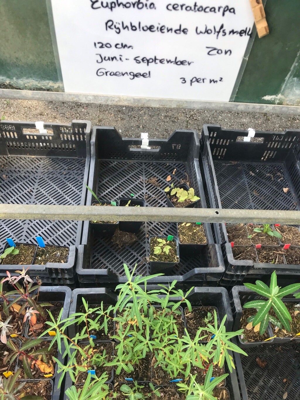 Euphorbia ceratocarpa leaf