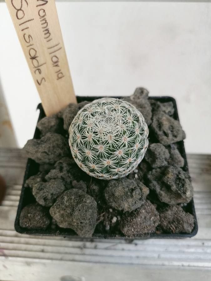 Mammillaria solisioides leaf