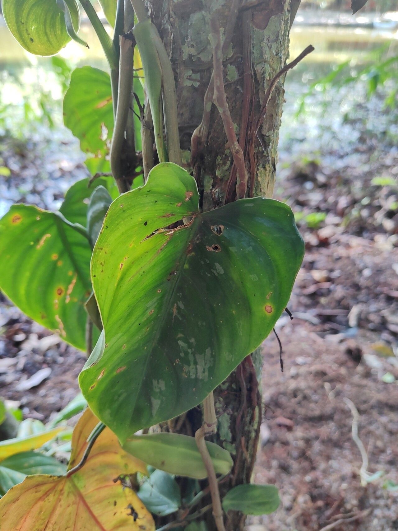 Philodendron toshibae bark