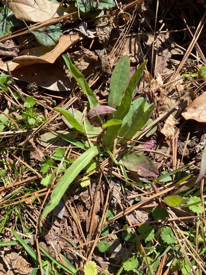 Krigia dandelion leaf