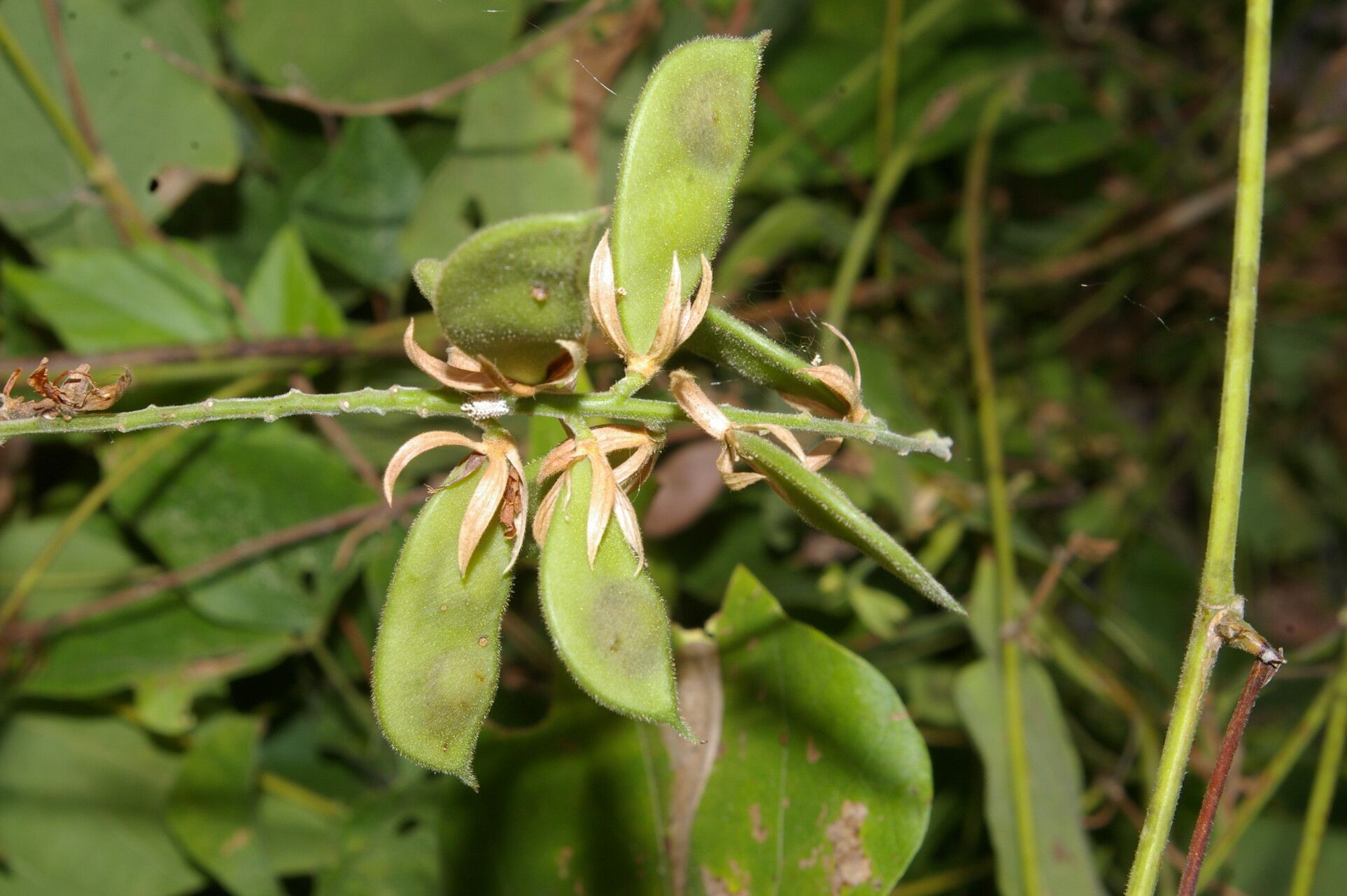 Rhynchosia calycosa fruit