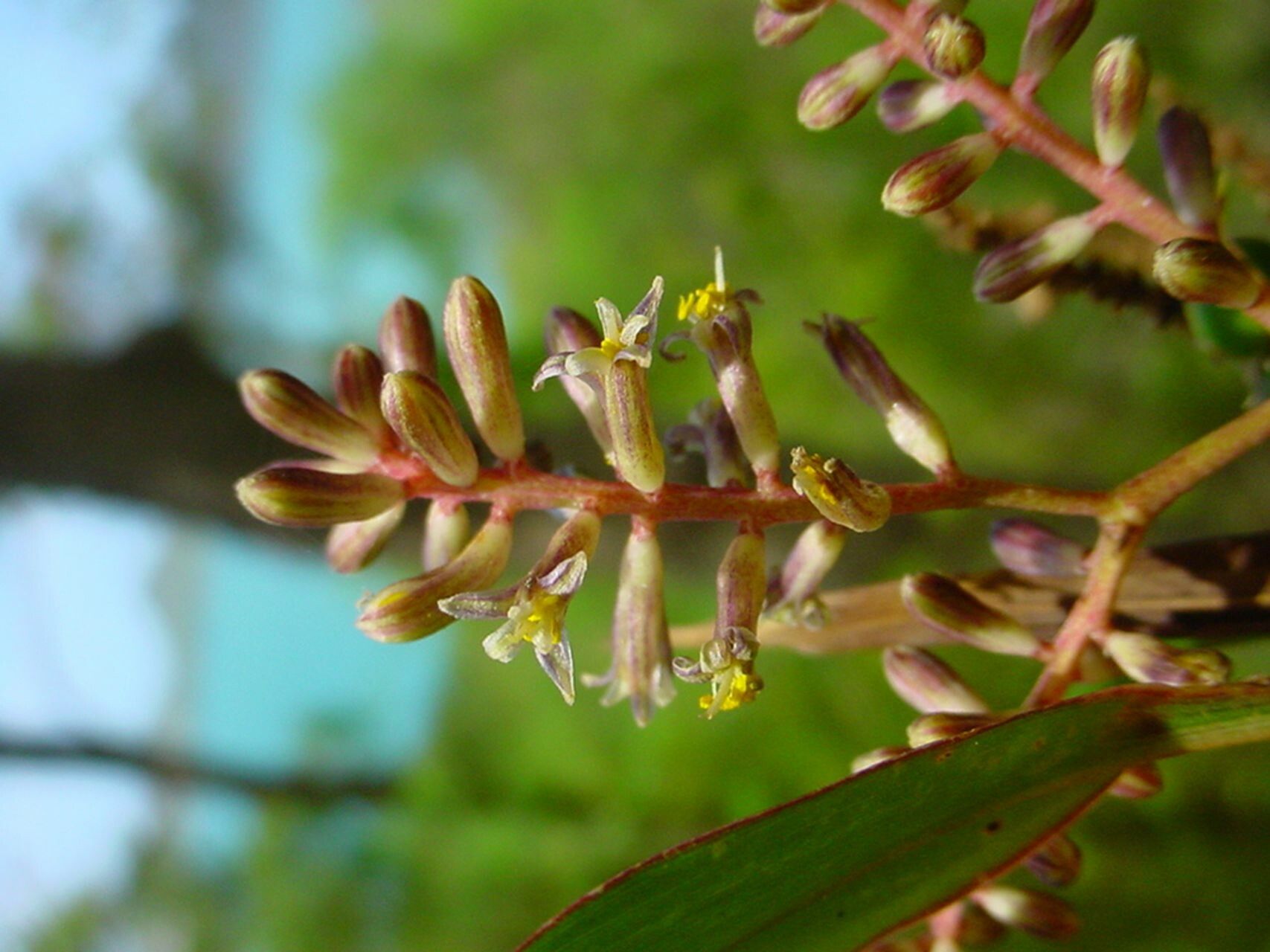 Cordyline neocaledonica flower