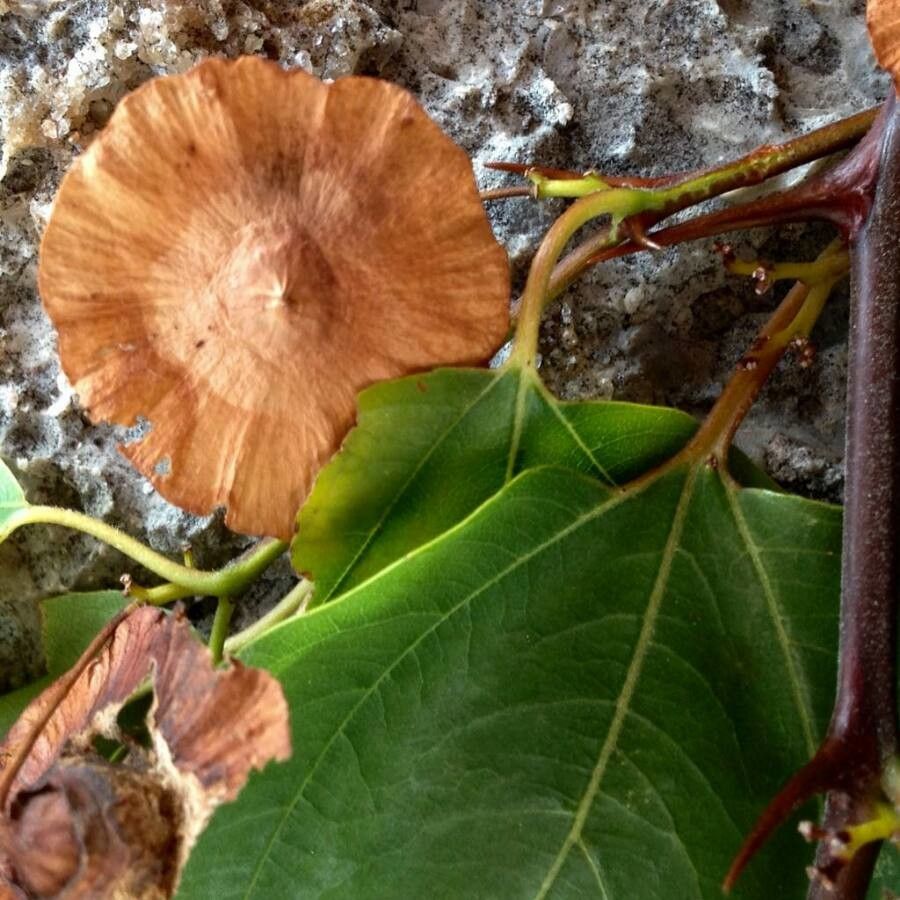 Paliurus spina-christi fruit