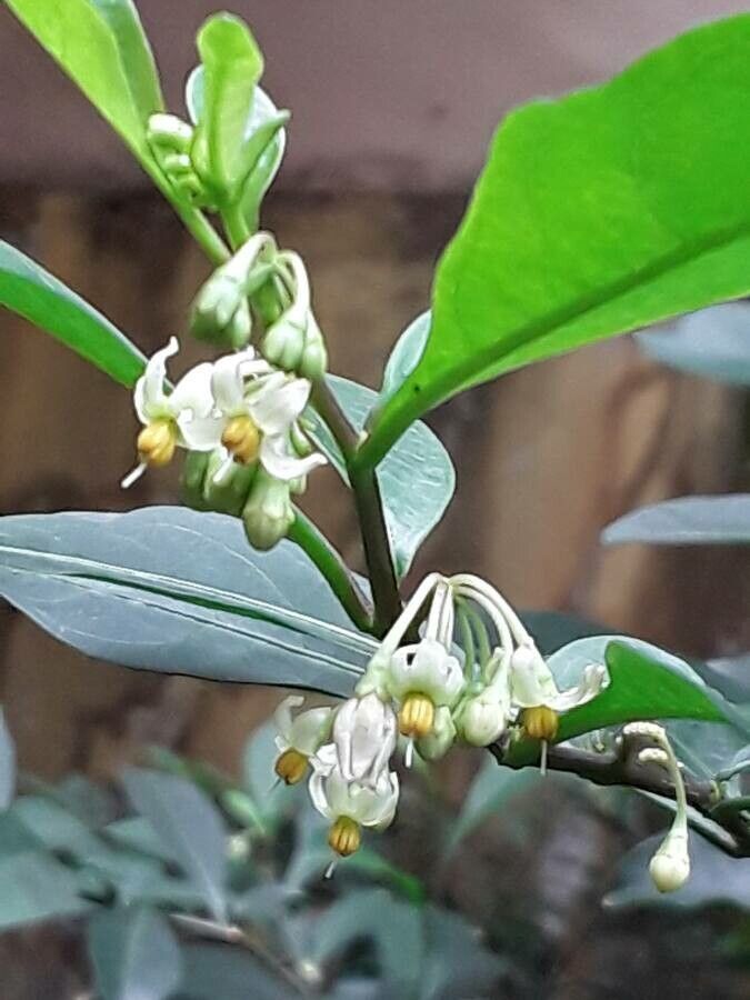 Solanum diphyllum flower