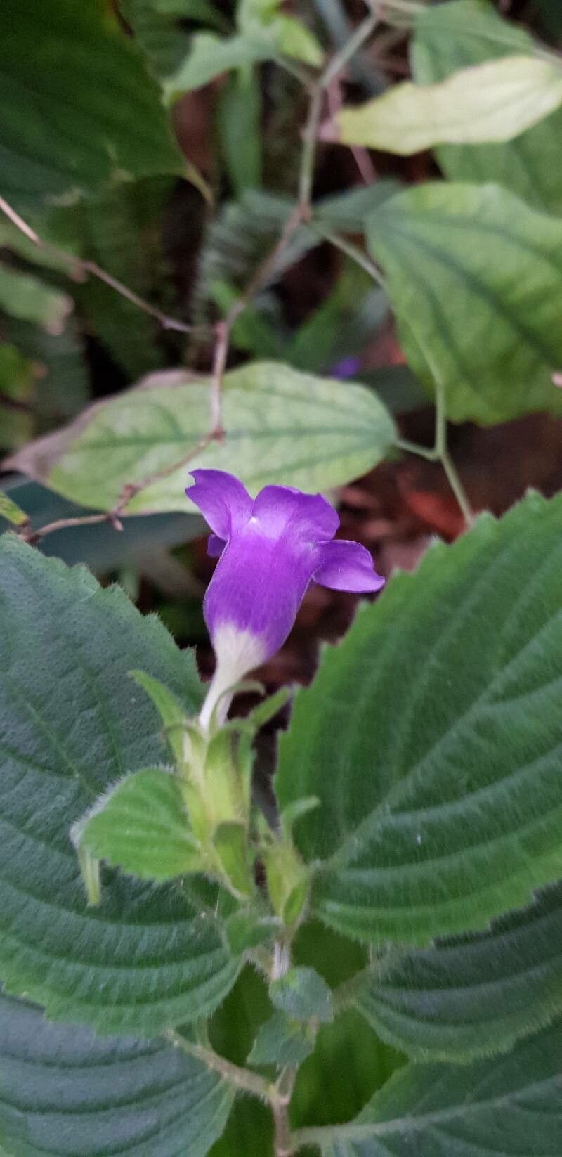 Strobilanthes attenuata flower
