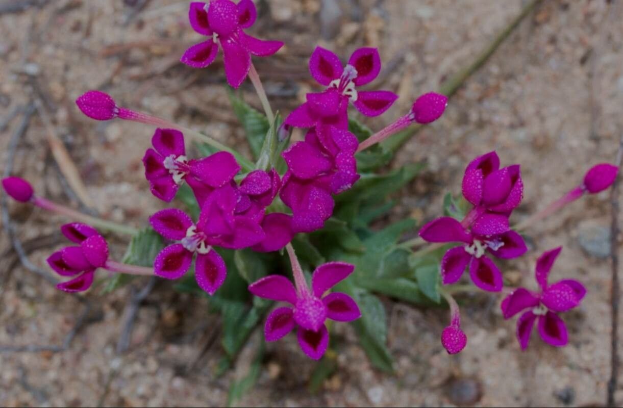 Lapeirousia silenoides — related species from the same genus