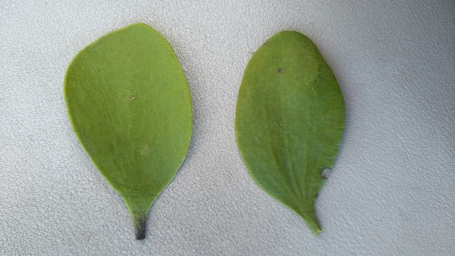 Phoradendron macrophyllum — houseplant care guide