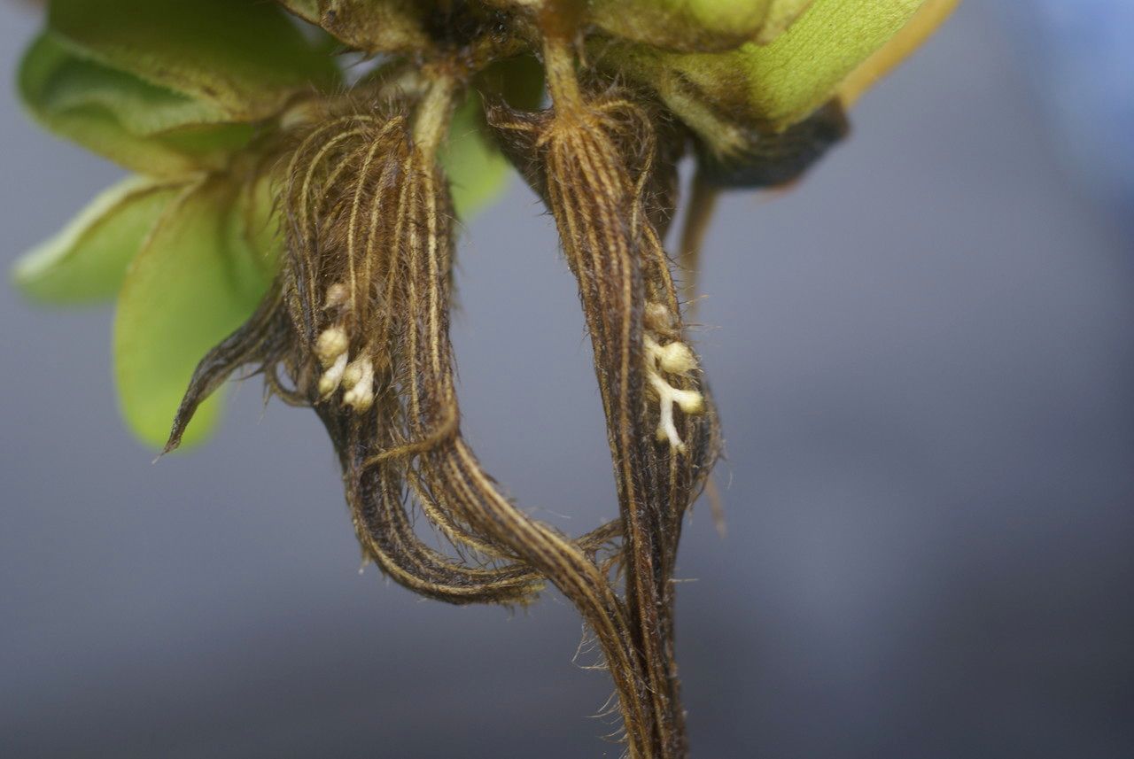 Salvinia molesta leaf