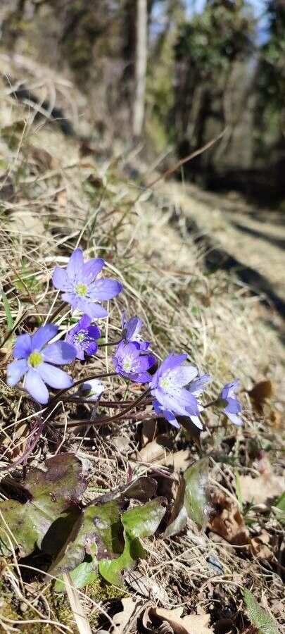 Anemone hepatica flower