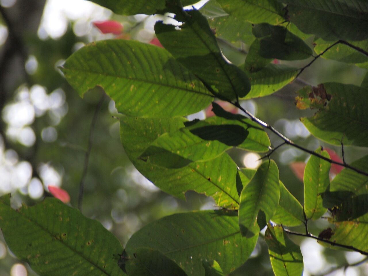 Irvingia grandifolia — related species from the same genus