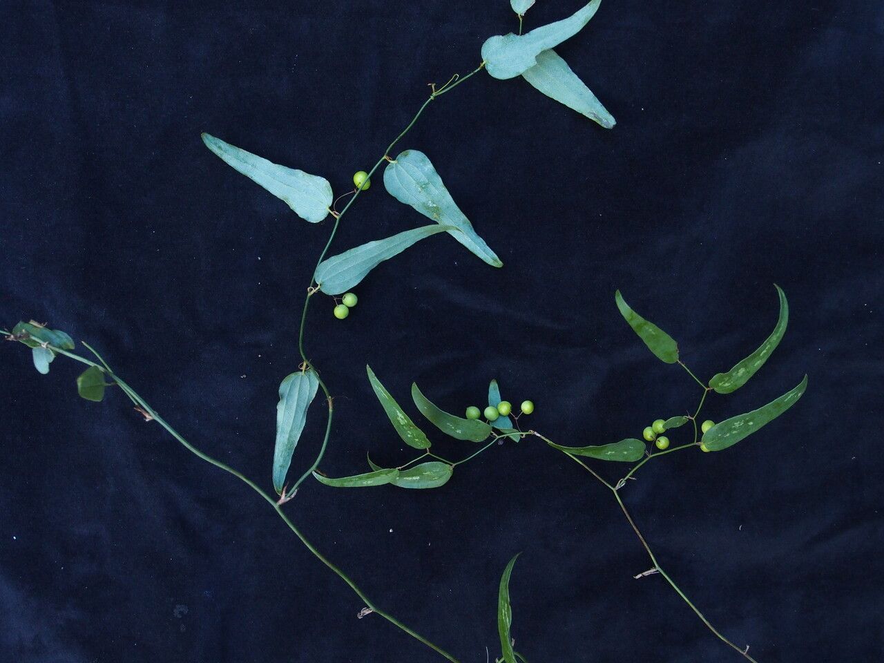 Smilax elegans habit