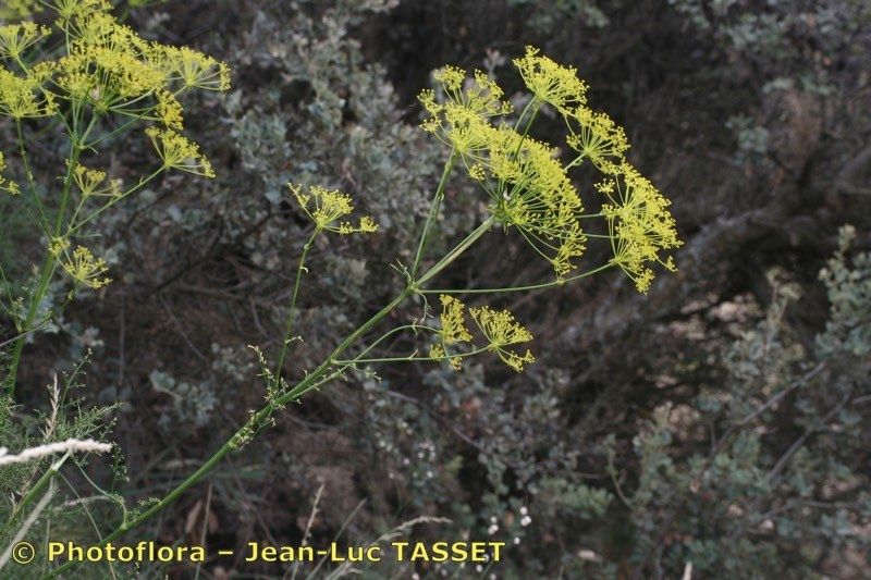 Ferulago granatensis — related species from the same genus