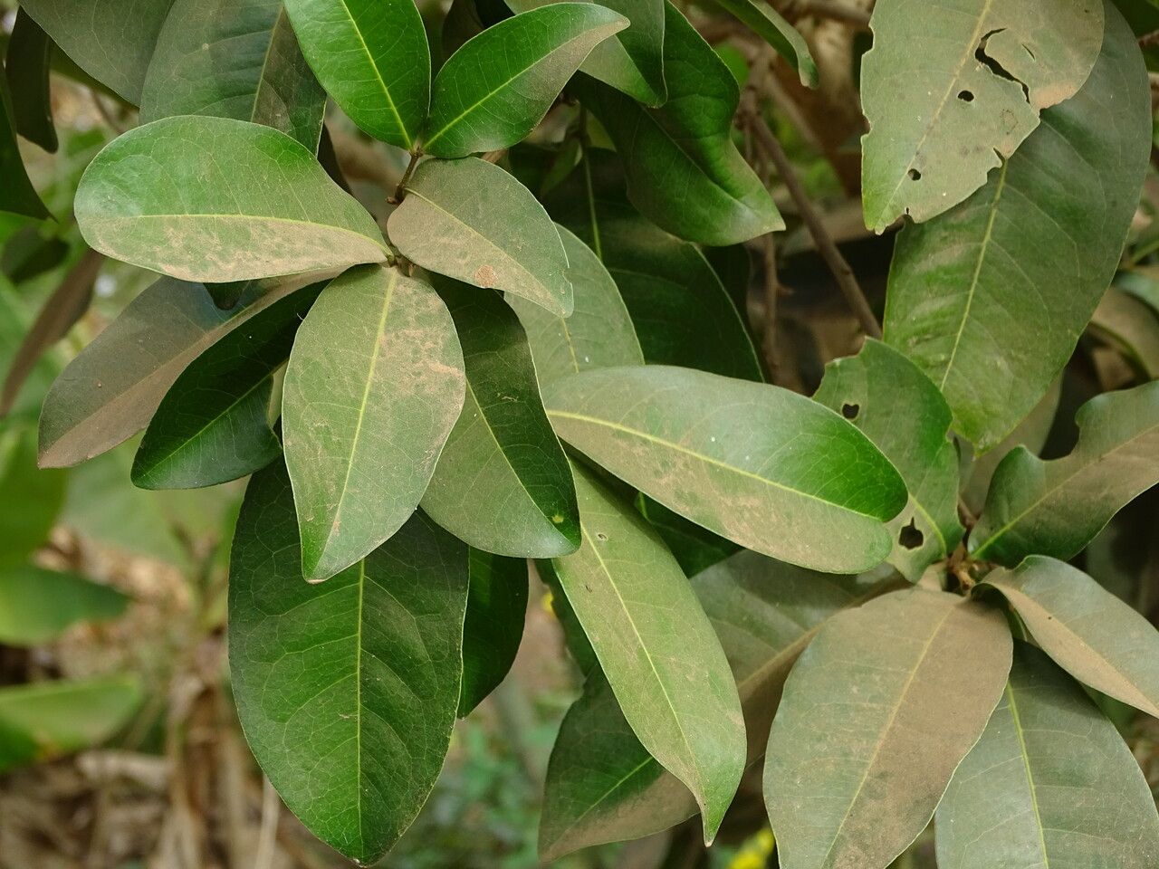 Lepisanthes senegalensis leaf