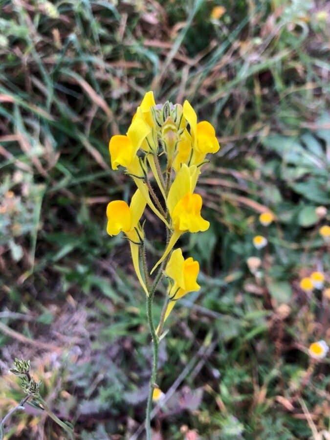 Linaria viscosa — search result for 'Linaria'
