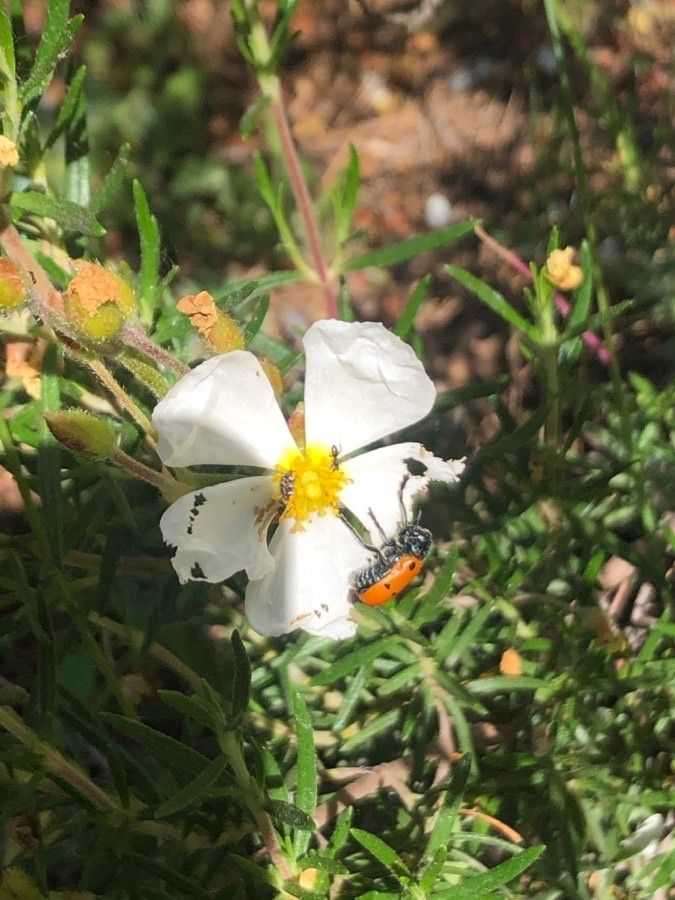 Cistus clusii flower