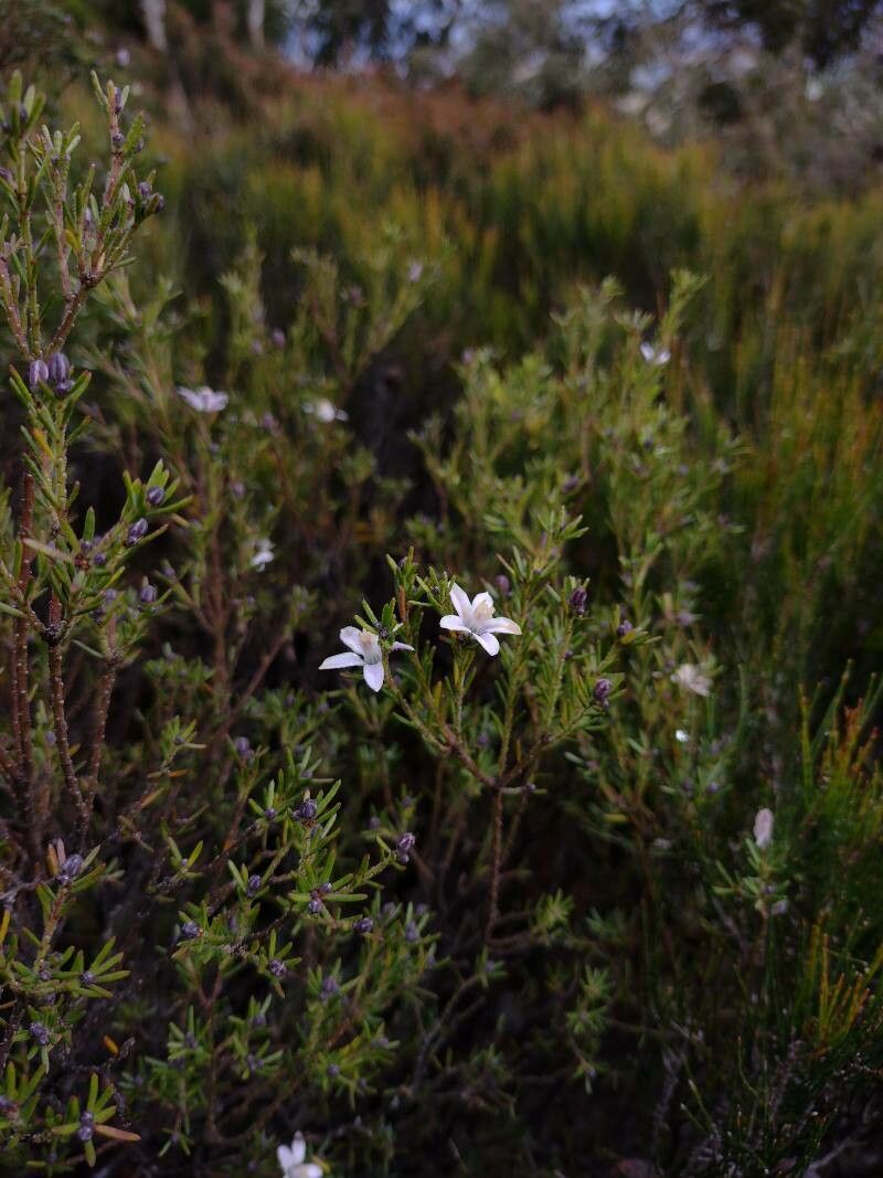 Philotheca salsolifolia habit
