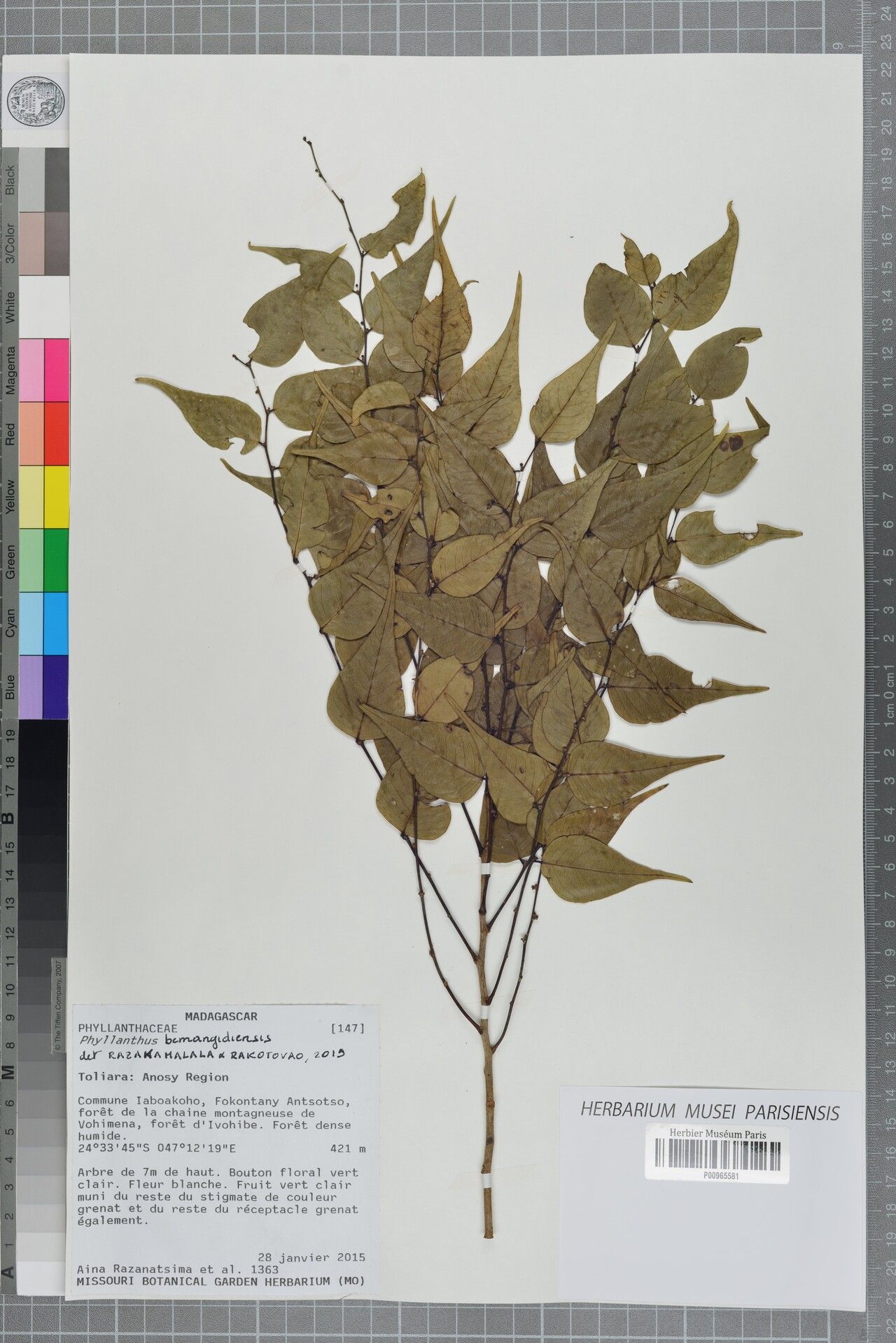 Phyllanthus bemangidiensis — houseplant care guide