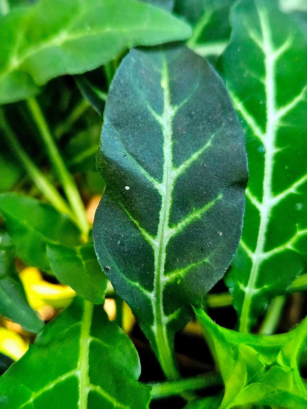 Crossandra pungens leaf