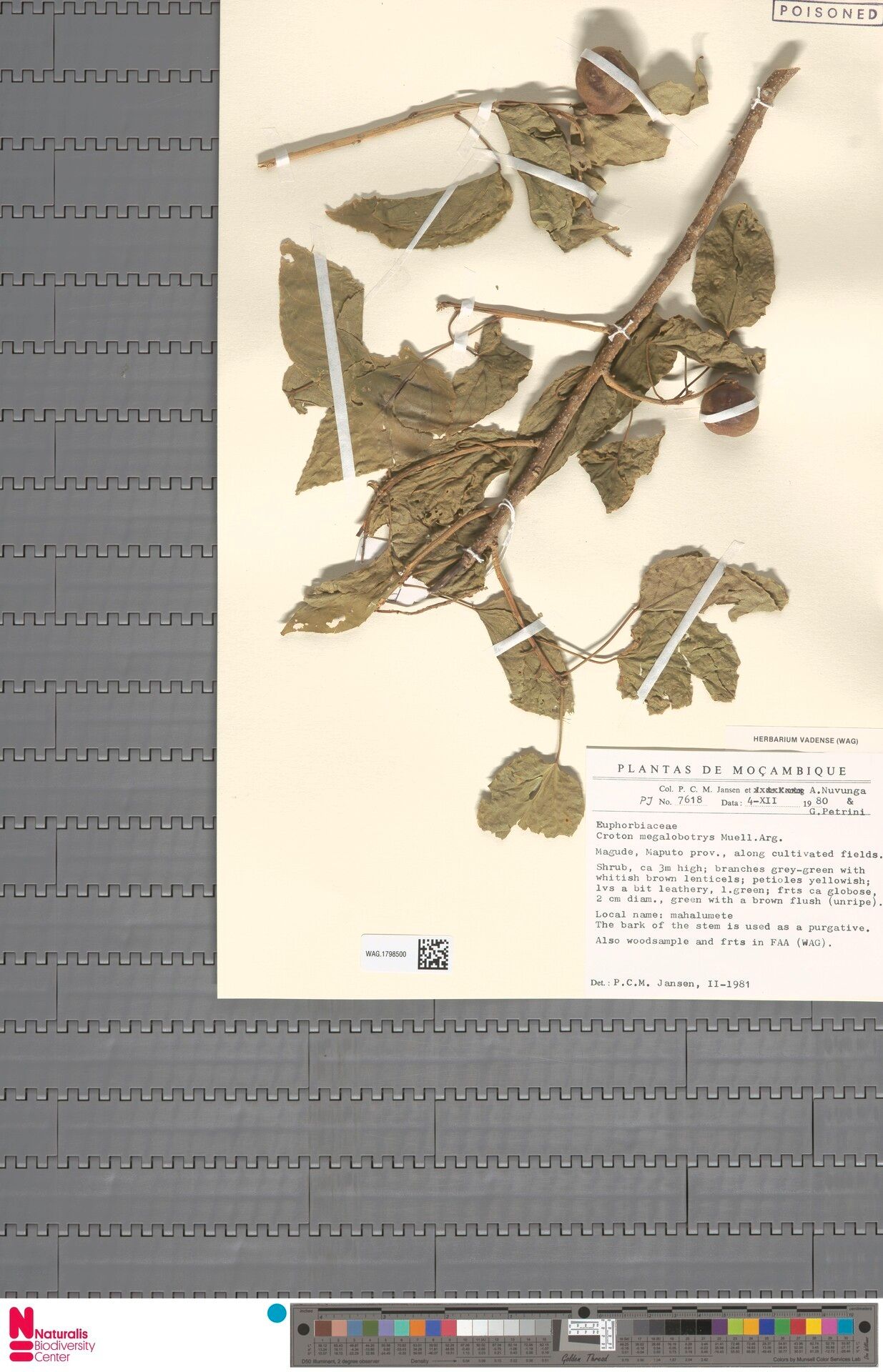 Croton megalobotryoides — houseplant care guide