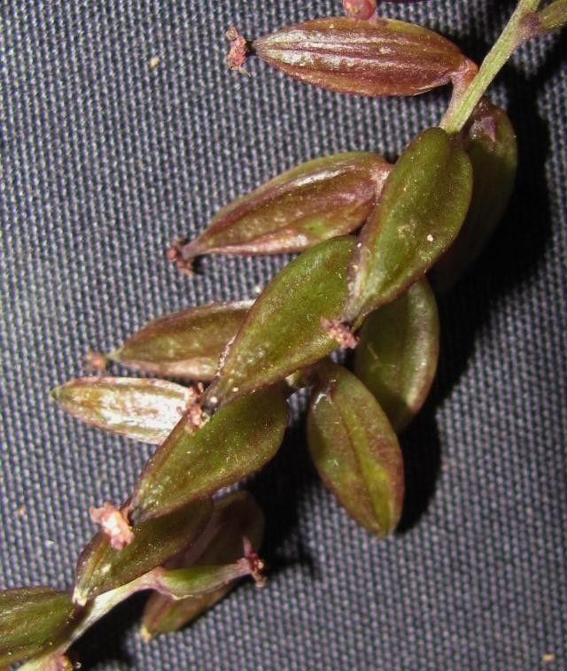 Dioscorea lepida fruit