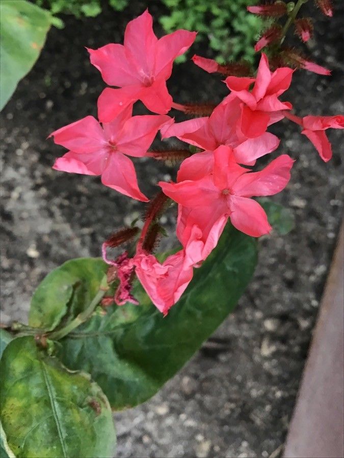 Plumbago indica flower