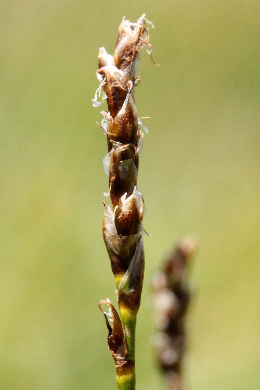 Carex myosuroides fruit