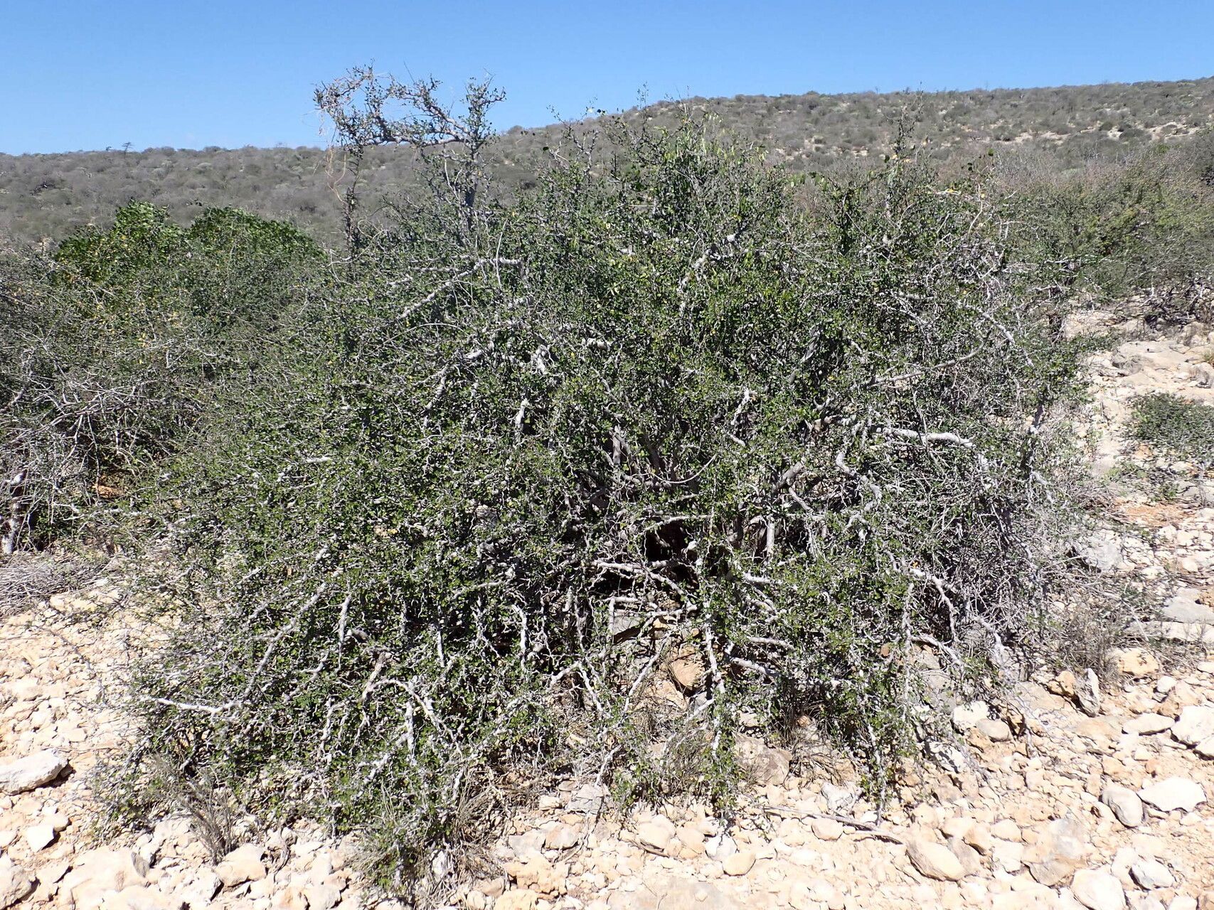 Commiphora sinuata habit