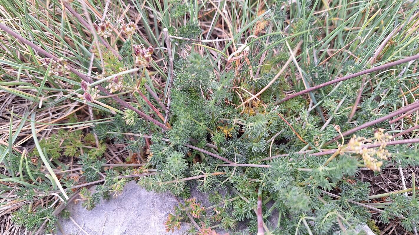 Laserocarpum pseudomeum — related species from the same genus