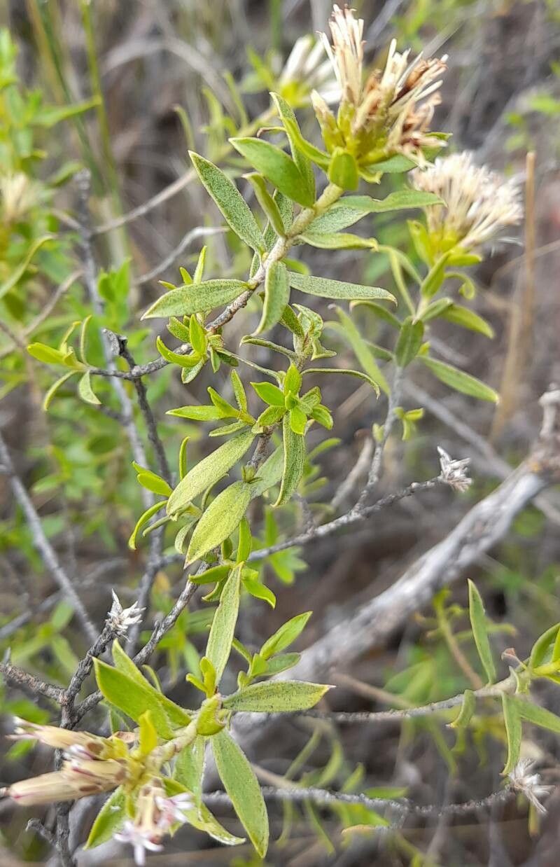 Gochnatia glutinosa — related species from the same genus