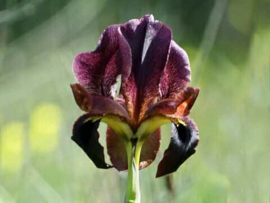 Iris petrana flower
