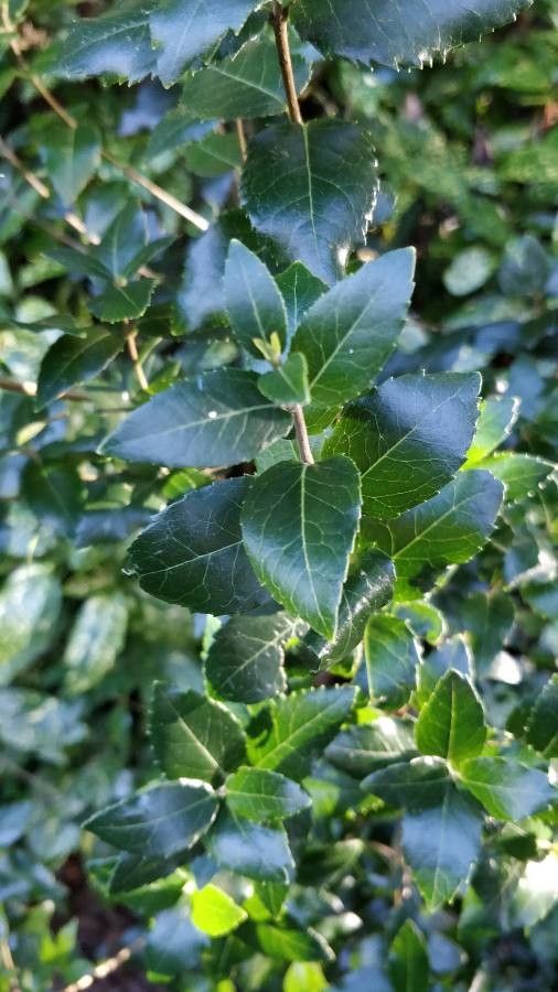 Phillyrea media leaf