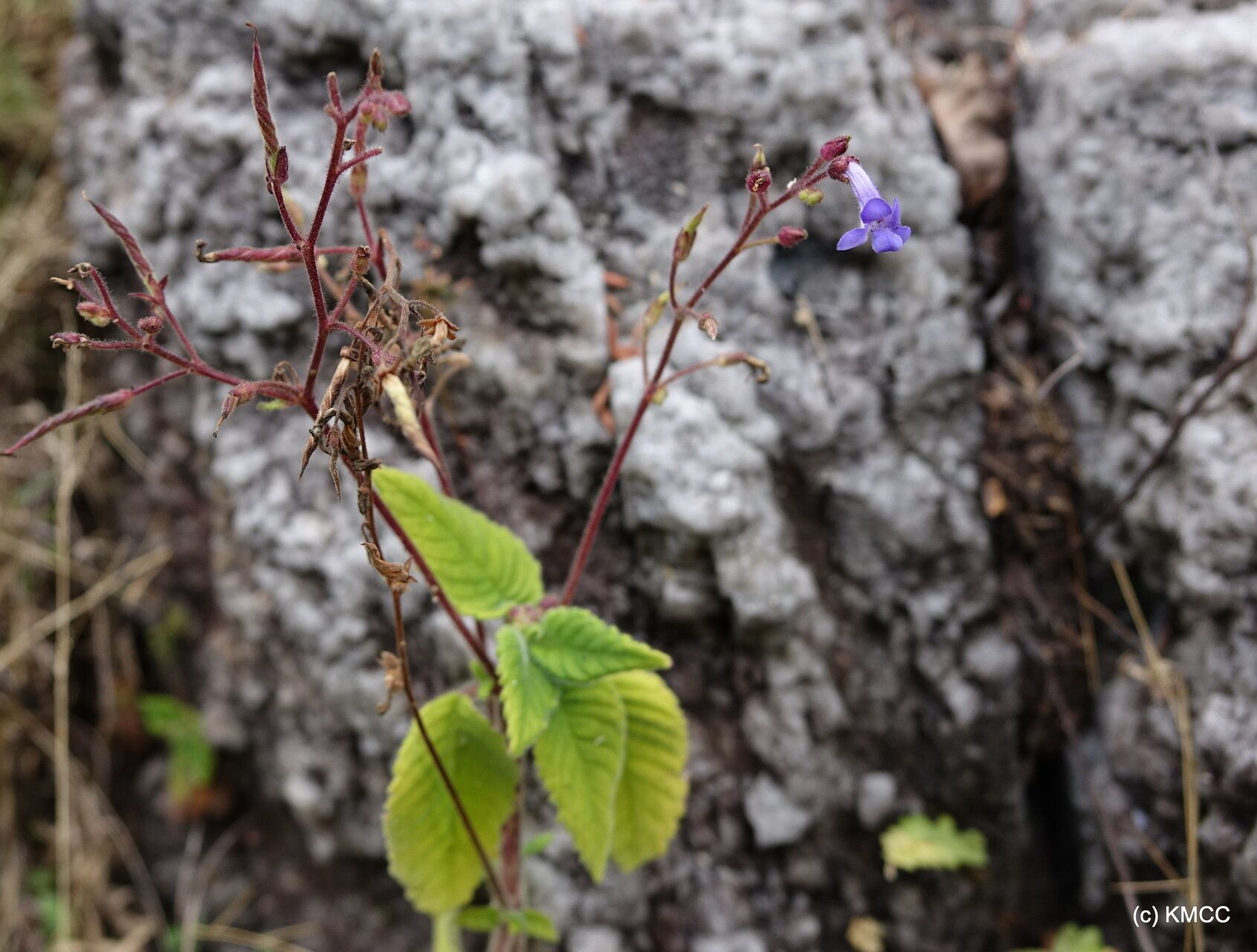 Streptocarpus hilsenbergii habit