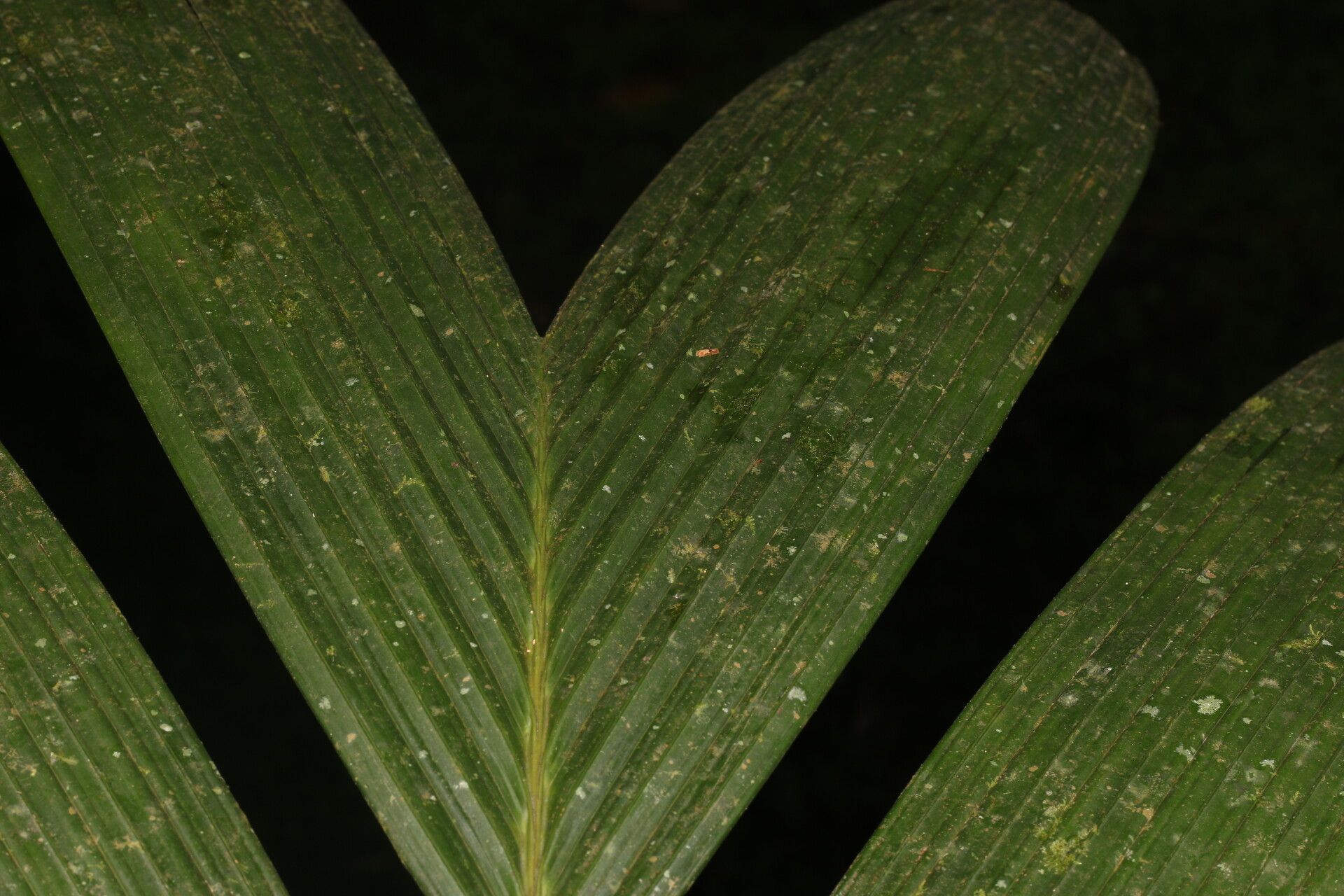 Calyptrogyne trichostachys fruit
