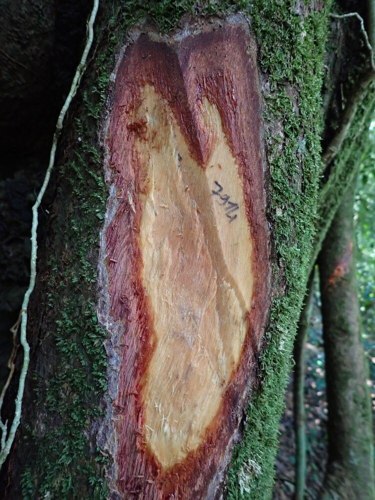 Uapaca acuminata other