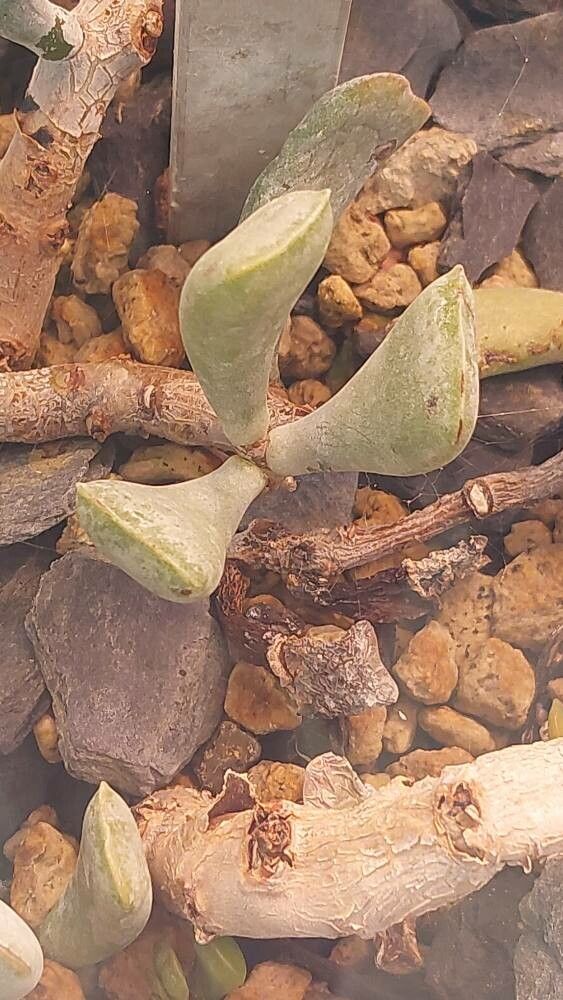 Adromischus roaneanus — houseplant care guide