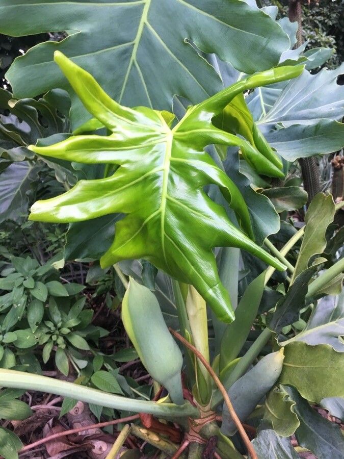 Thaumatophyllum saxicola flower