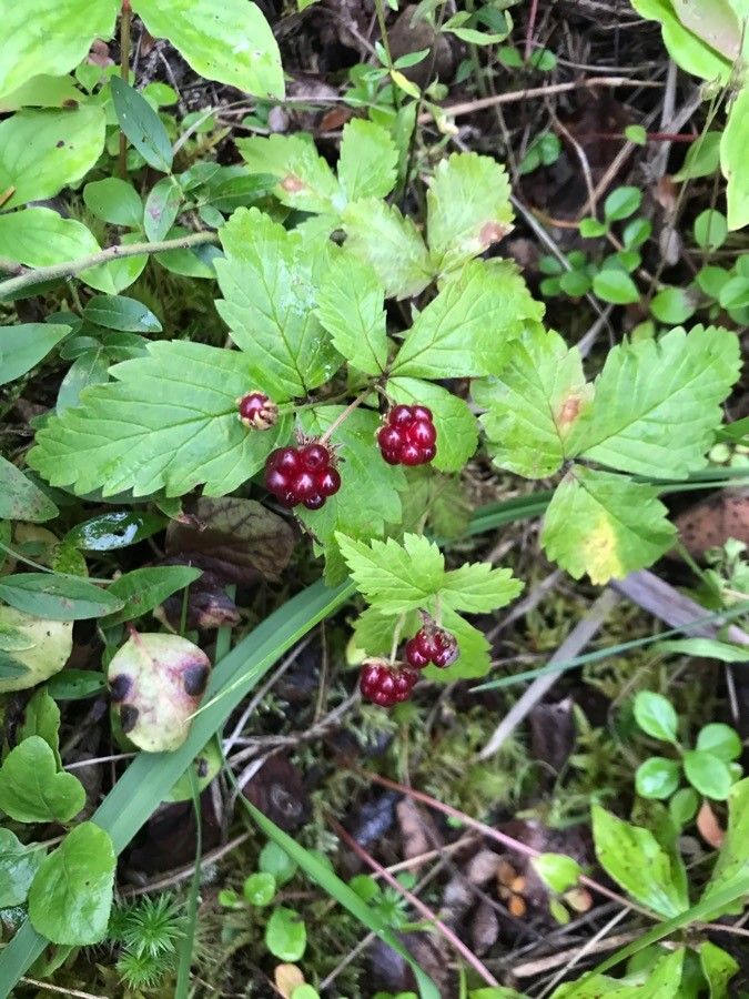 Rubus arcticus fruit