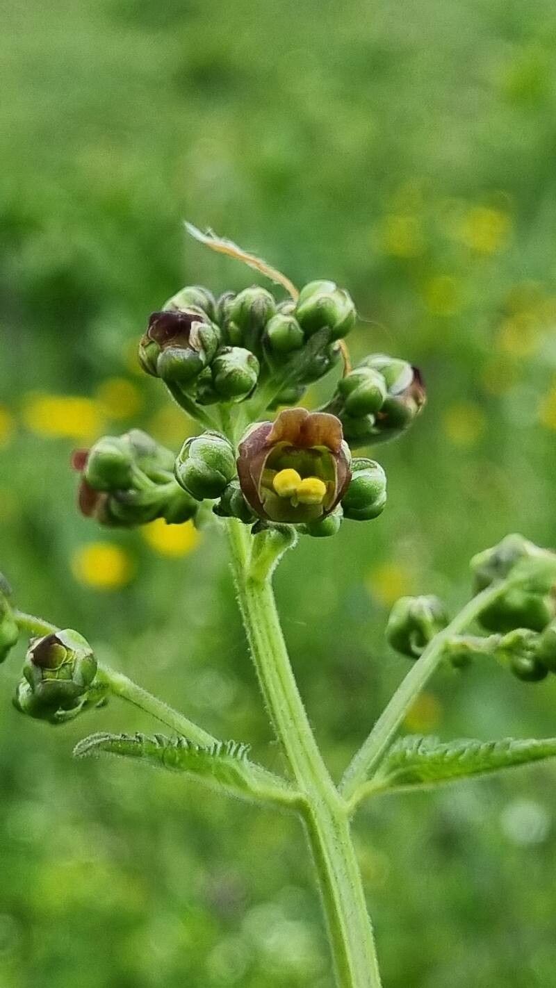 Scrophularia scopolii flower