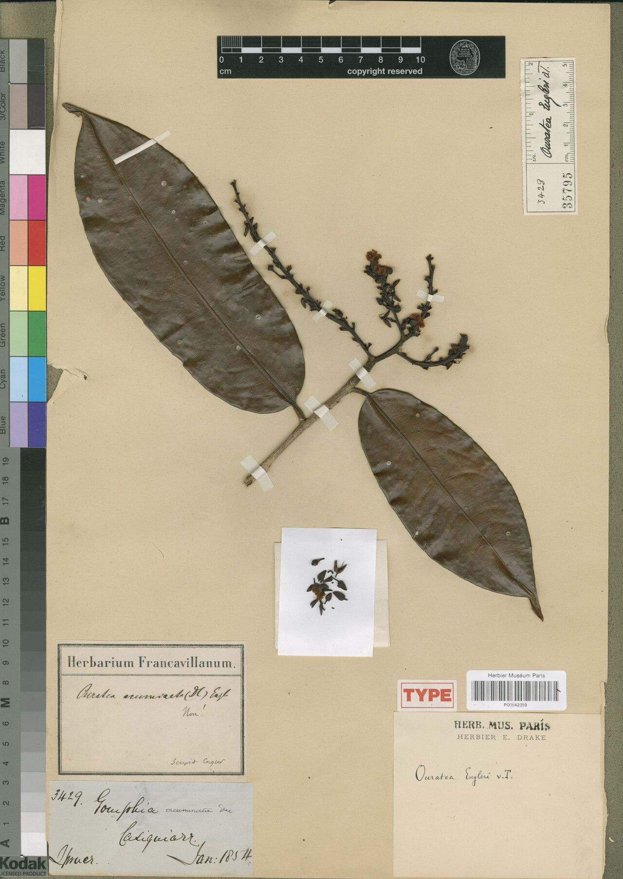 Ouratea engleri — houseplant care guide