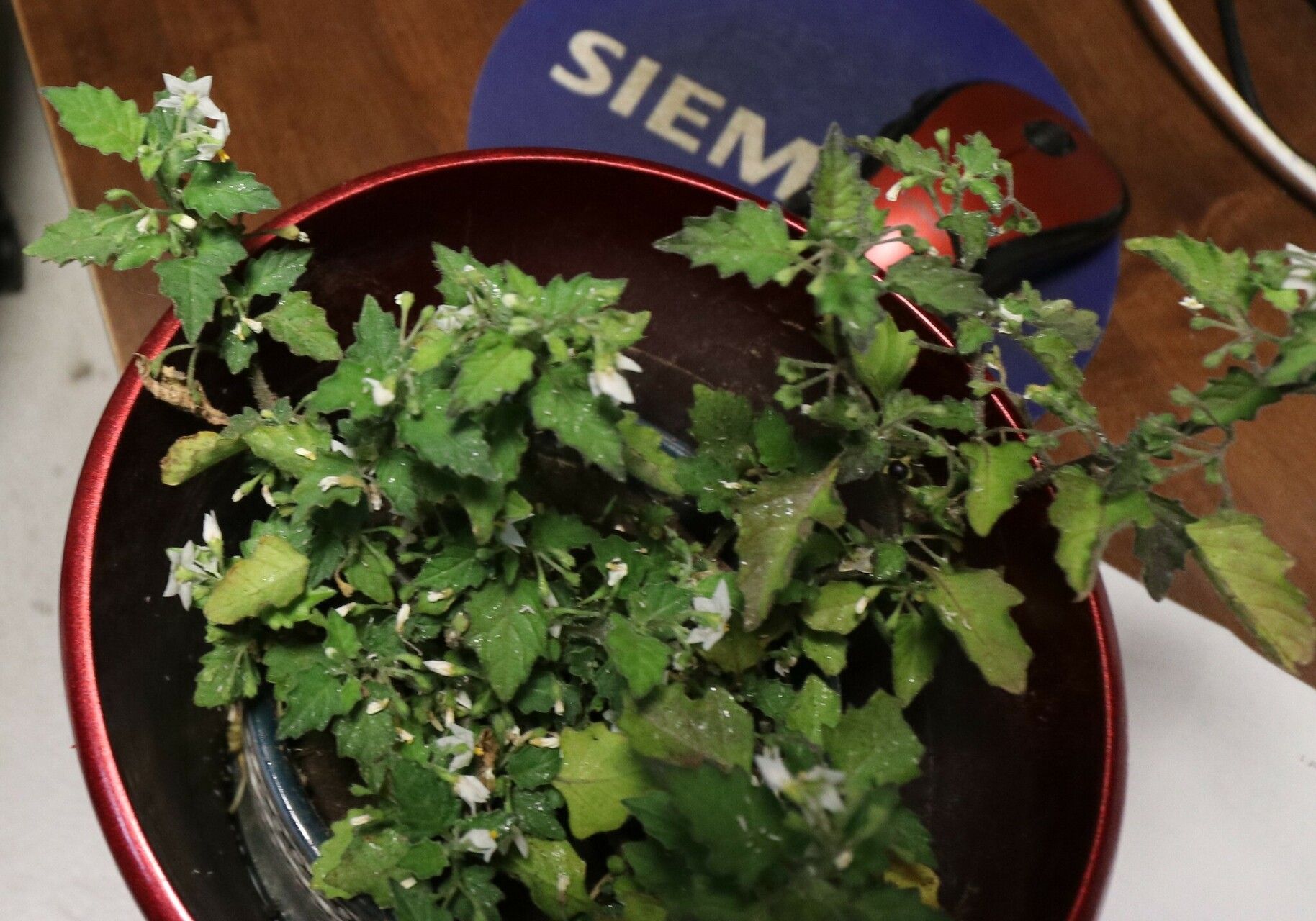 Solanum × procurrens habit