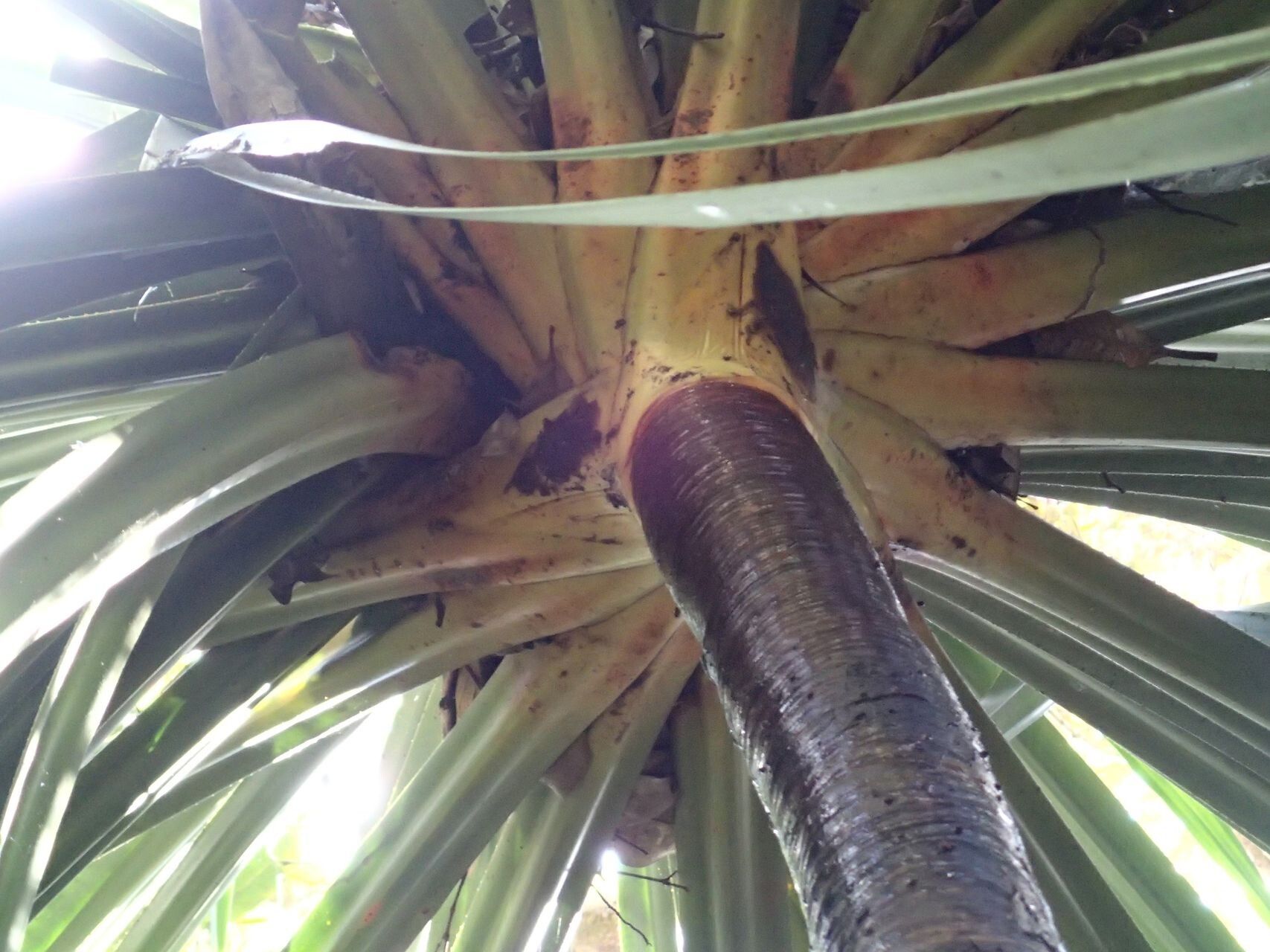 Pandanus pancheri bark