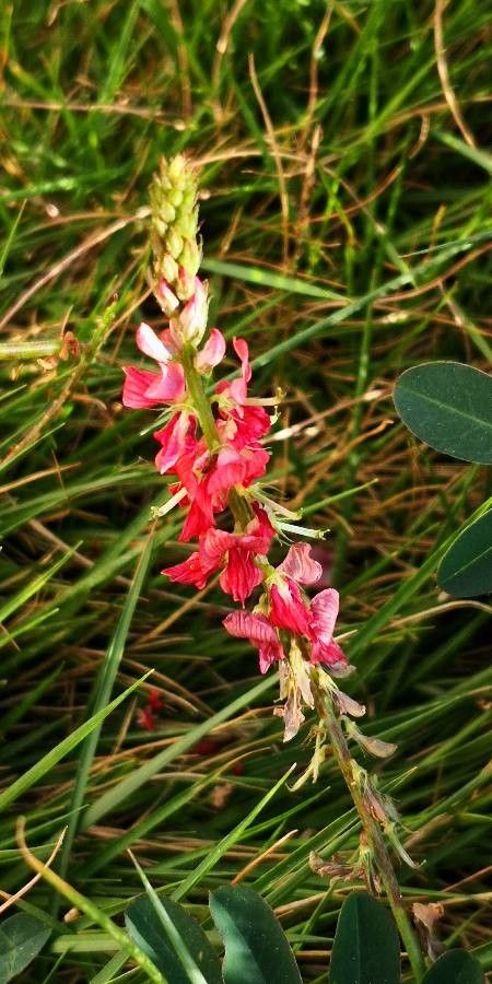 Indigofera hendecaphylla flower