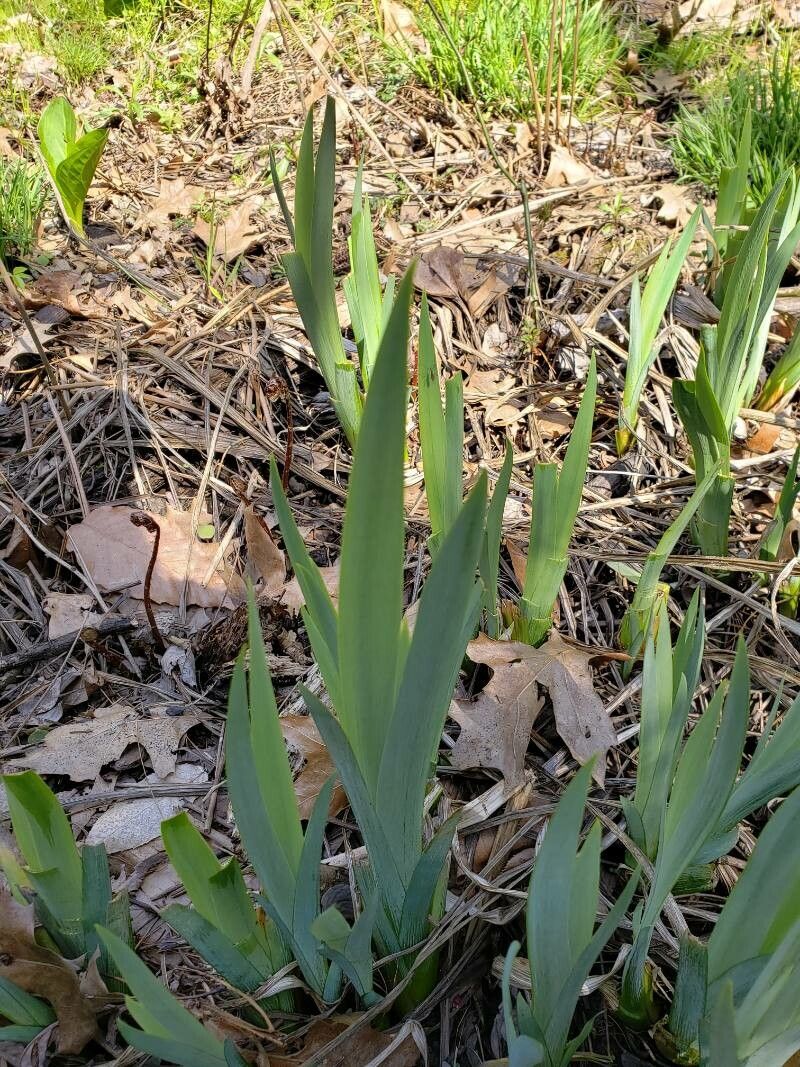 Iris versicolor leaf