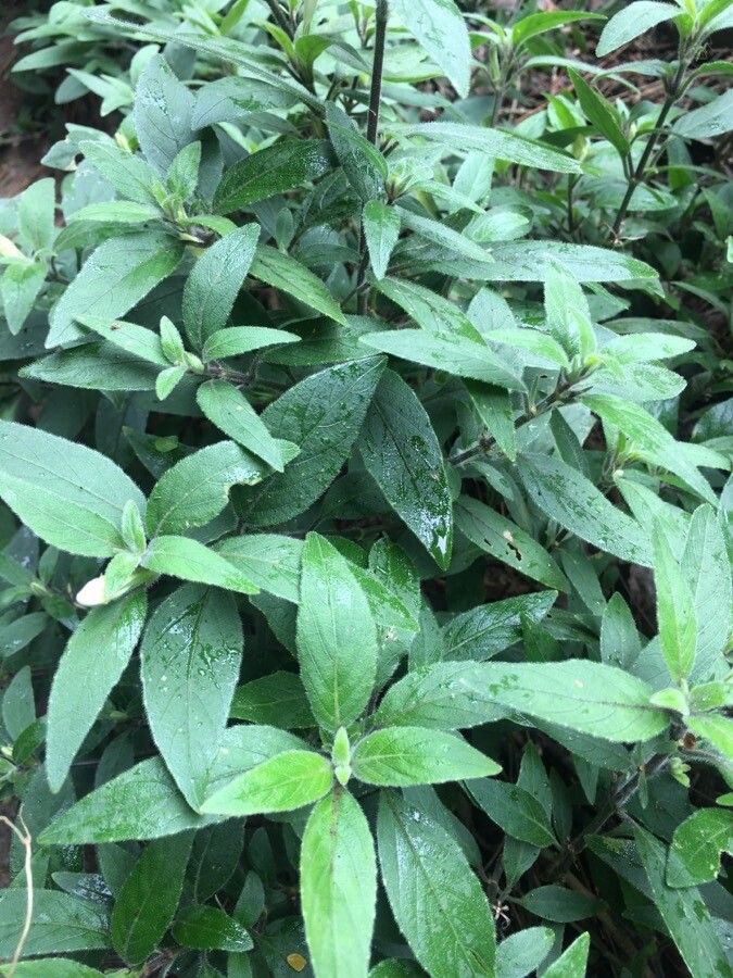 Ruellia longepetiolata leaf
