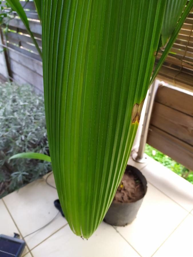 Curculigo capitulata — search result for 'Hypoxidaceae'