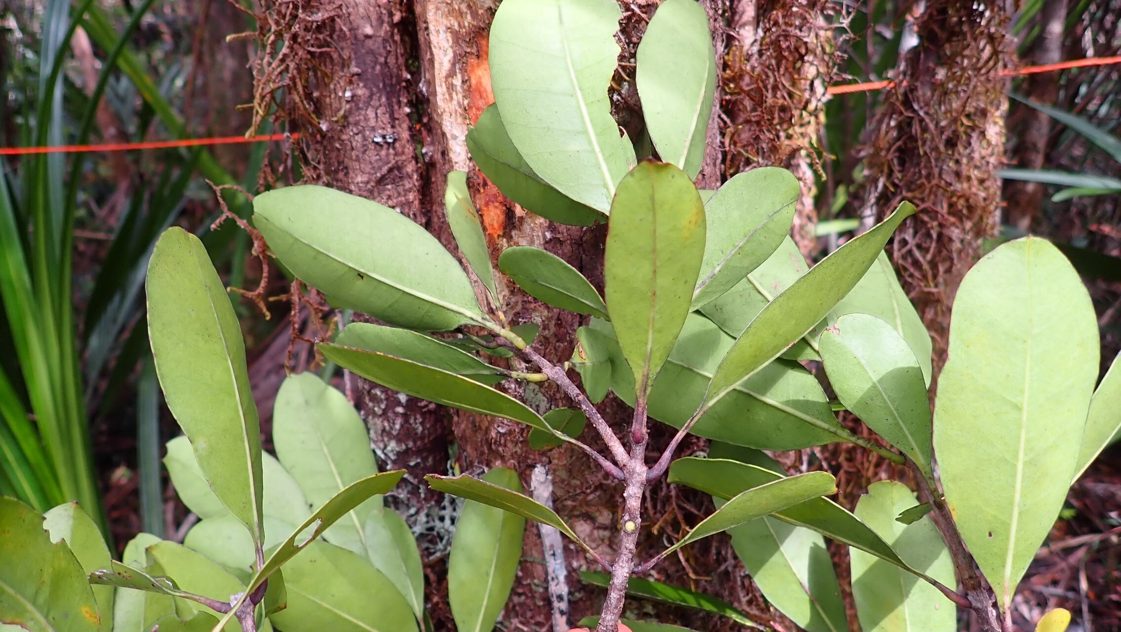 Osmanthus cymosus habit