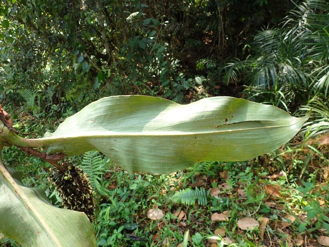 Palisota alopecurus — search result for 'Alopecurus'